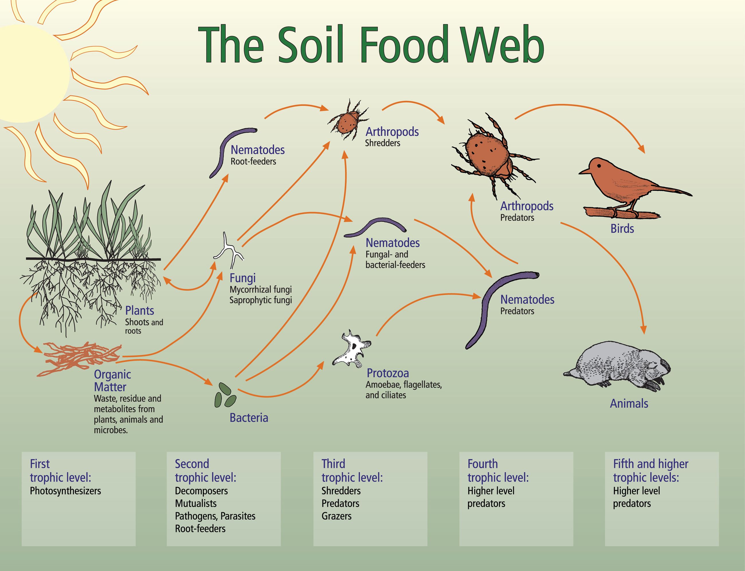 Soil food web