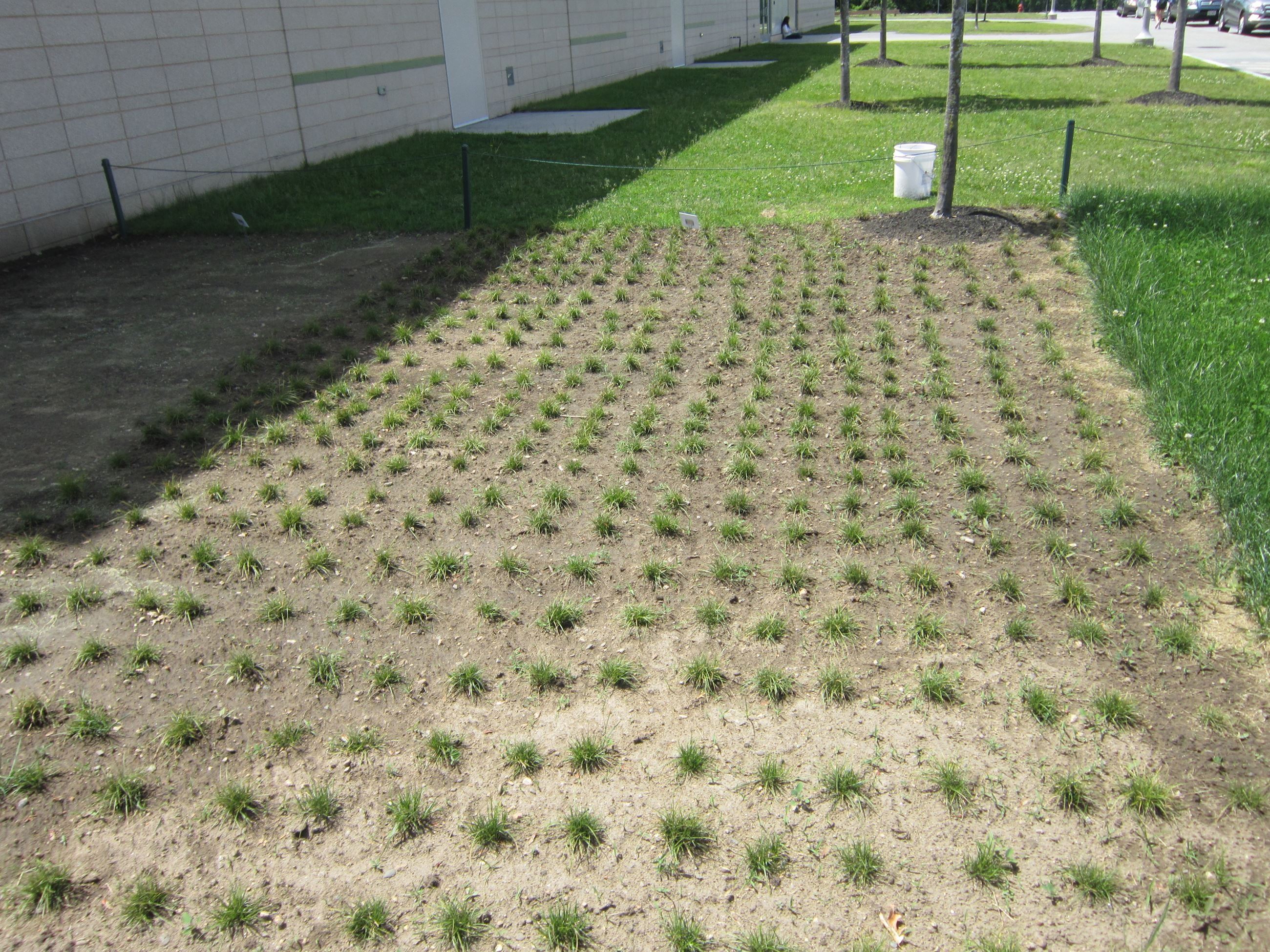 2019-06-10 School Sedge (1)