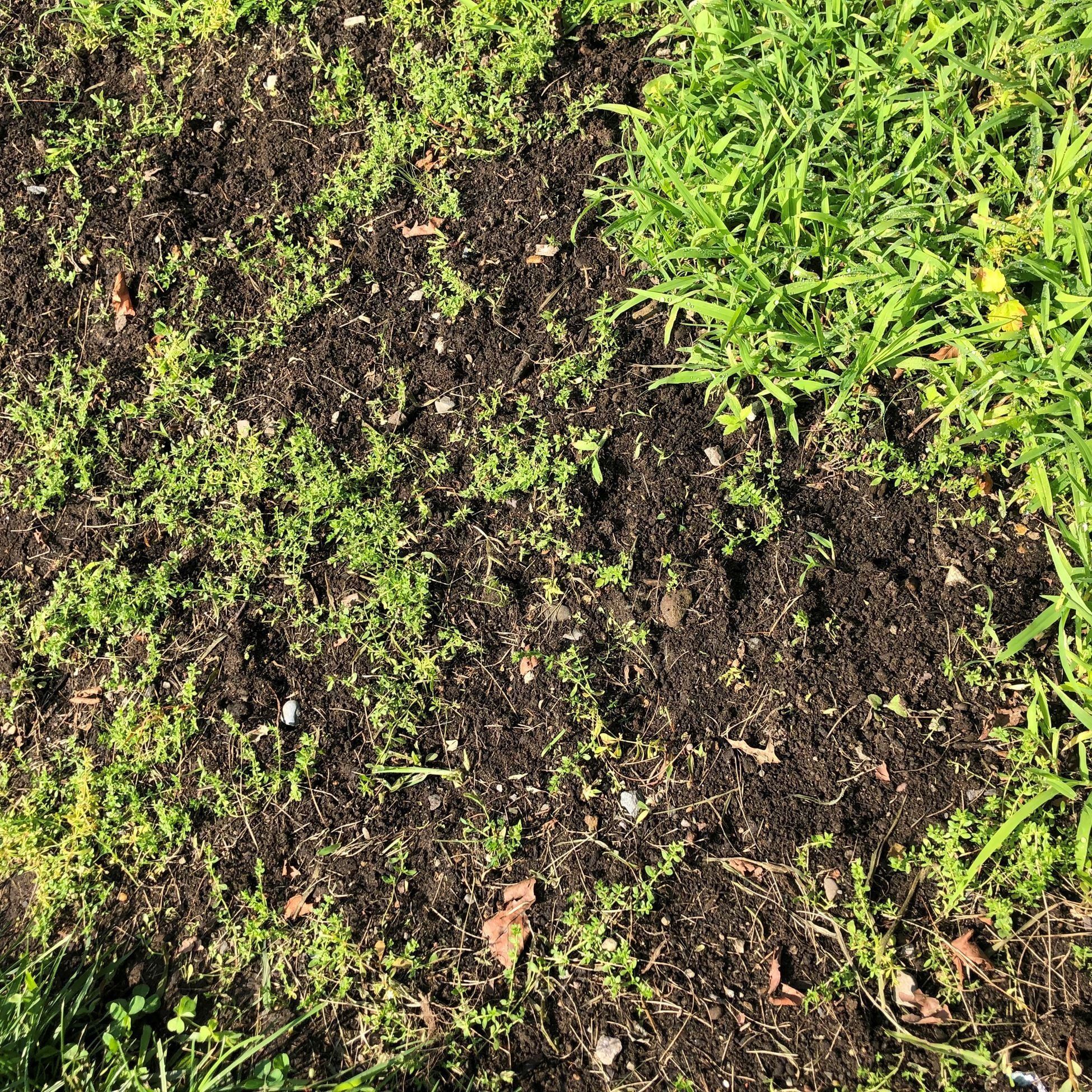 2019-07-18 Junction Green Carpet