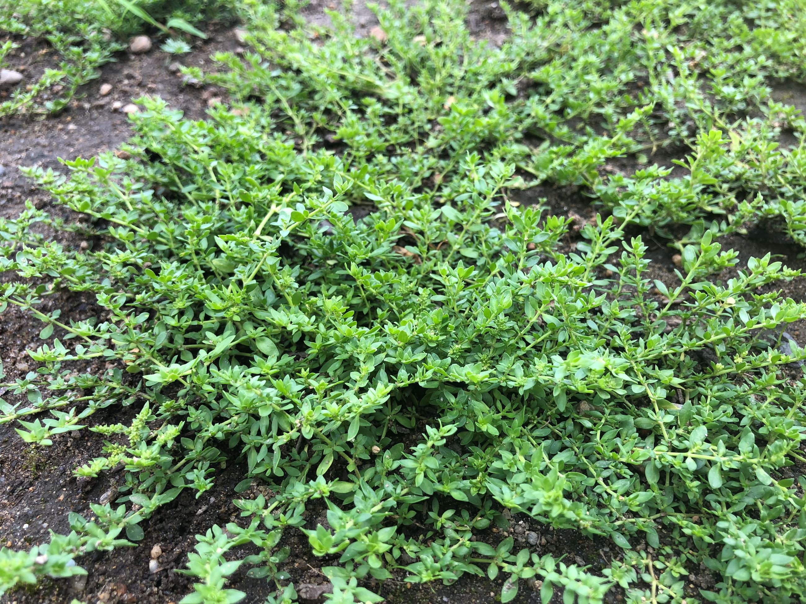 201907-29 School Green Carpet (6)