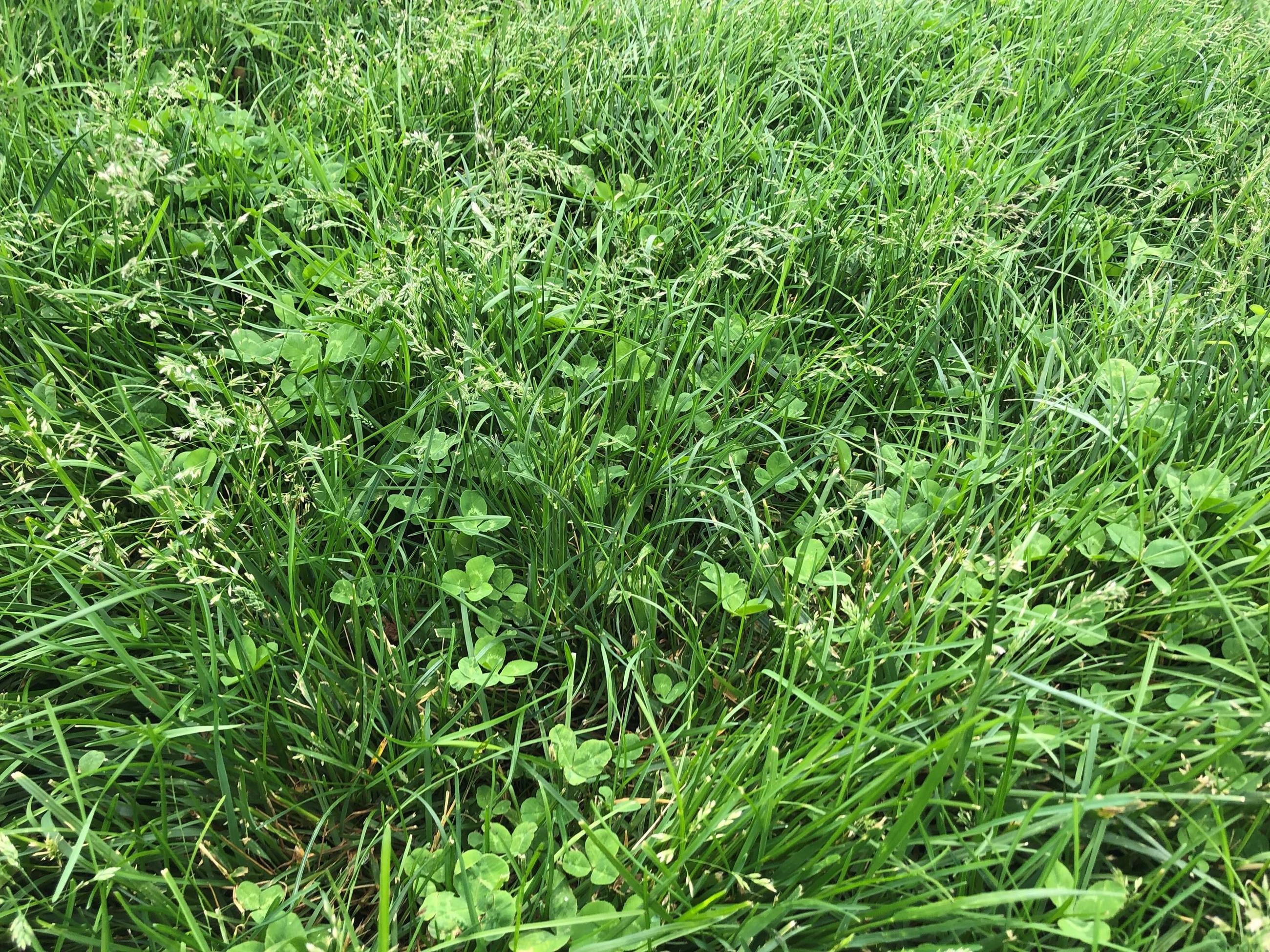 2019-05-30 School Microclover