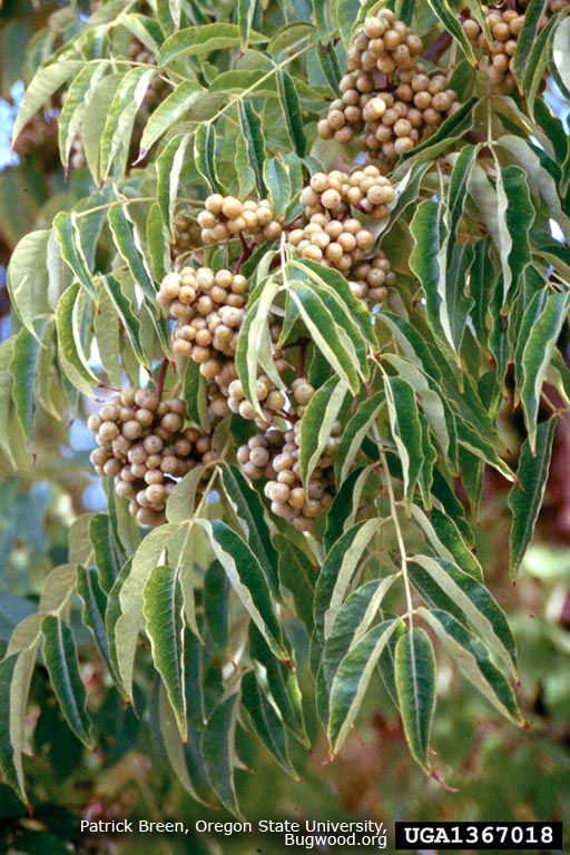 Amur Cork Tree (Phellodendron amurense)