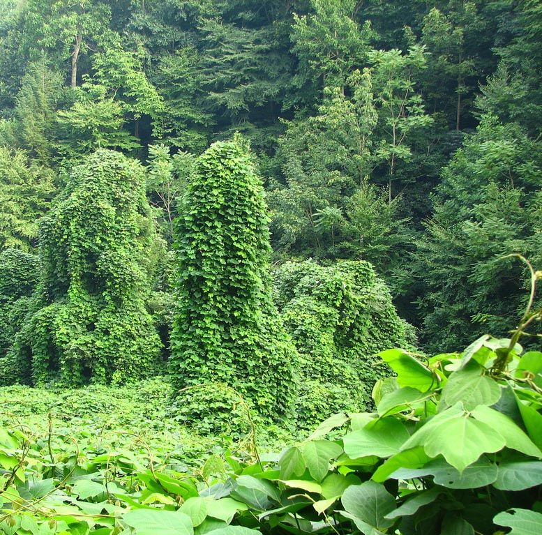Kudzu (Pueraria montana ssp lobata)