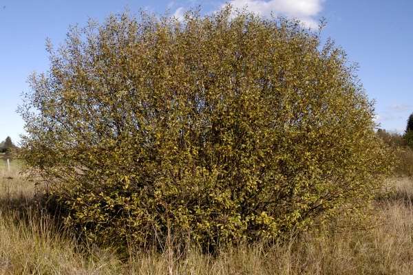 Rusty willow or Gray Willow (Salix cinerea and Salix atrocinerea)