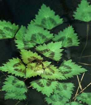 Water Chestnut Leaves in Dark Water