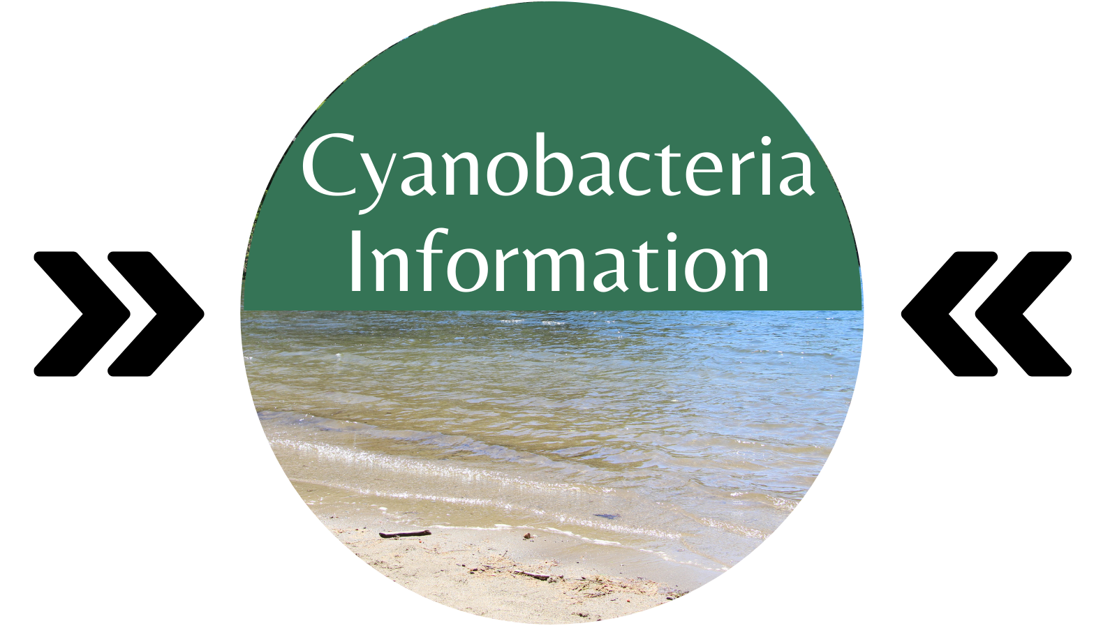 Cyanobacteria Information 