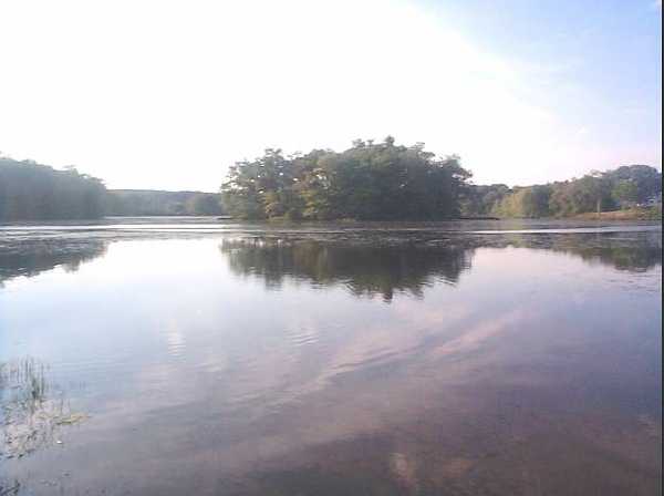 Warners Pond with Large Tree