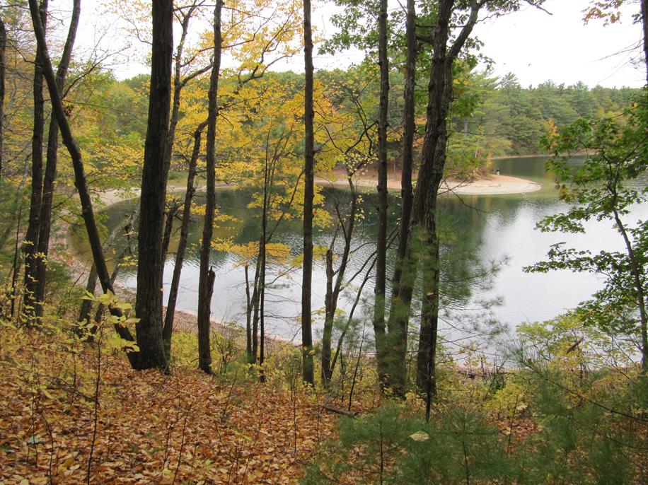 Sachems Cove Original