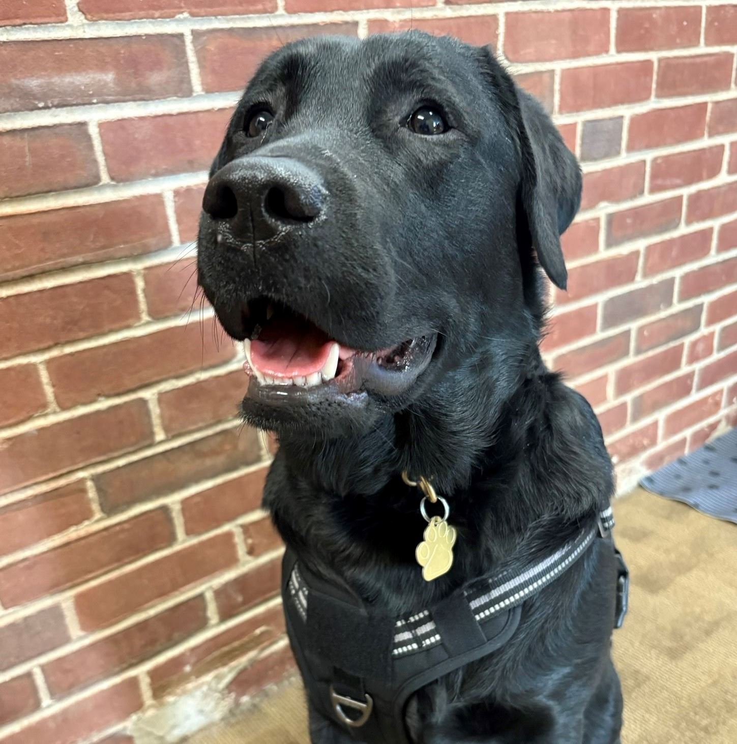 Thor proudly displays his 2026 dog tag!