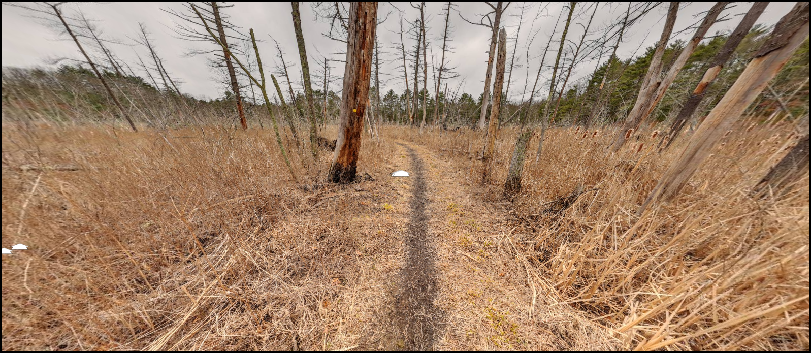 Morse's Swamp Trail.png