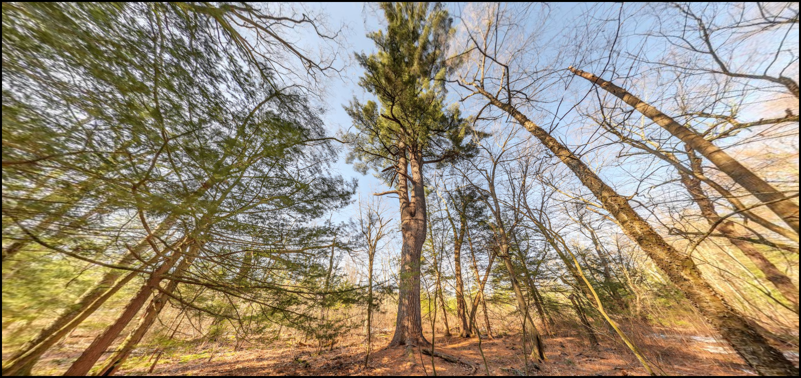 Old Growth Pine at the Hapgood Wright Town Forest.png