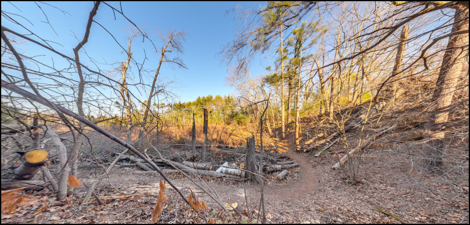 Tornado Damage at Gowing's Swamp.png