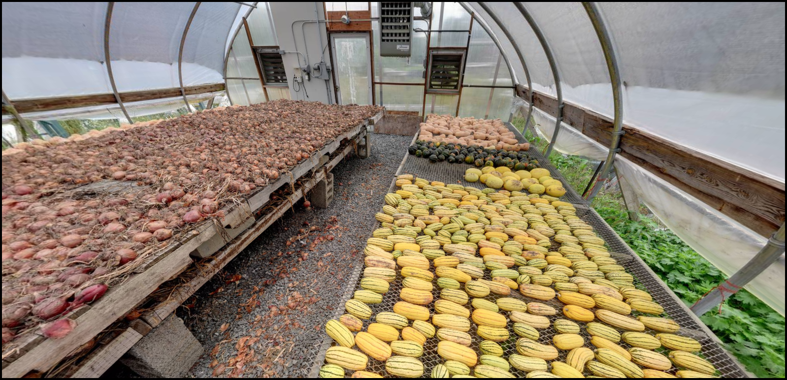 Harvest at Gaining Ground