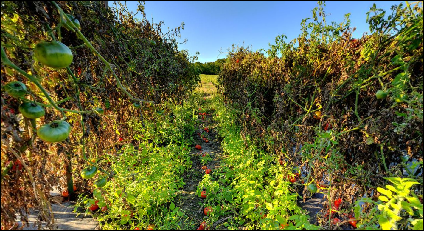 Tomatoes at Verrill Farm