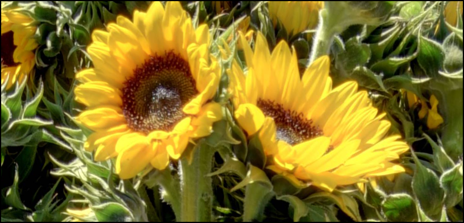 Sunflower Harvest at Mattison Field