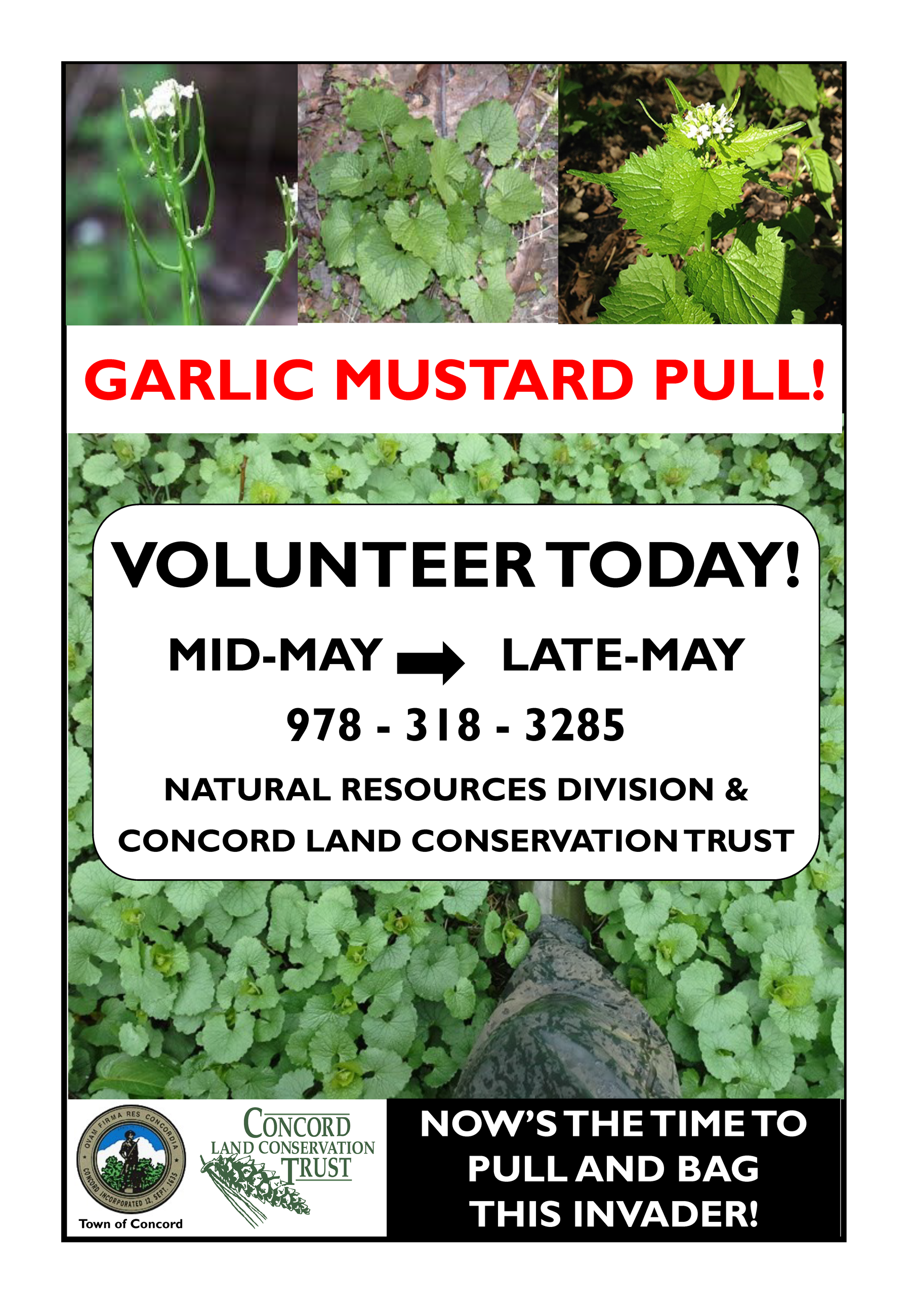 18x24 Garlic Mustard Sign 2021