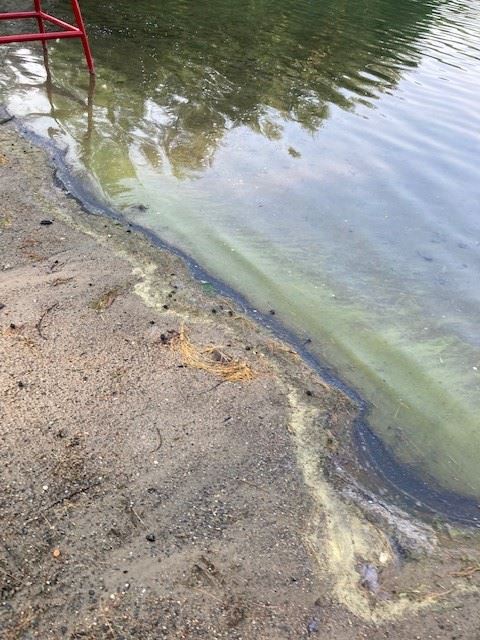 Blue Green Algae 7/7/2021