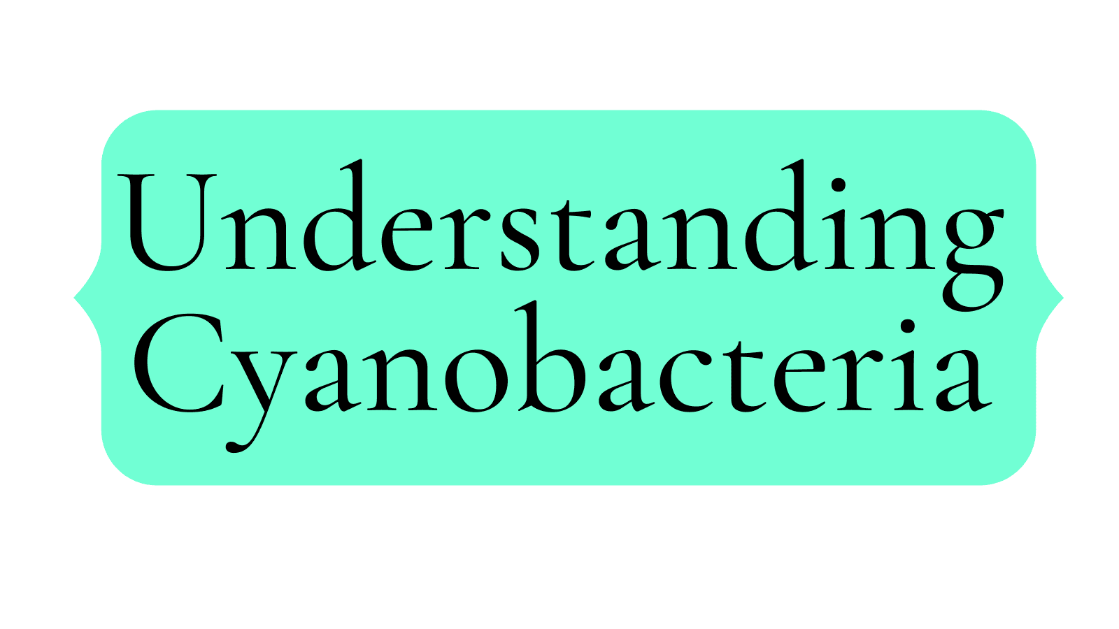 understanding cyanobacteria