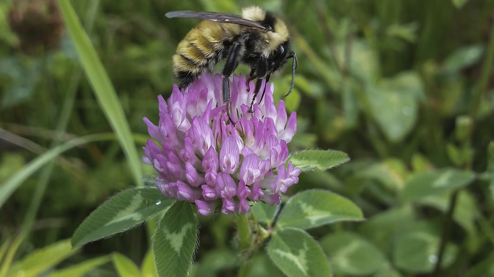 Bombus fervidus_Dr Rob Gegear