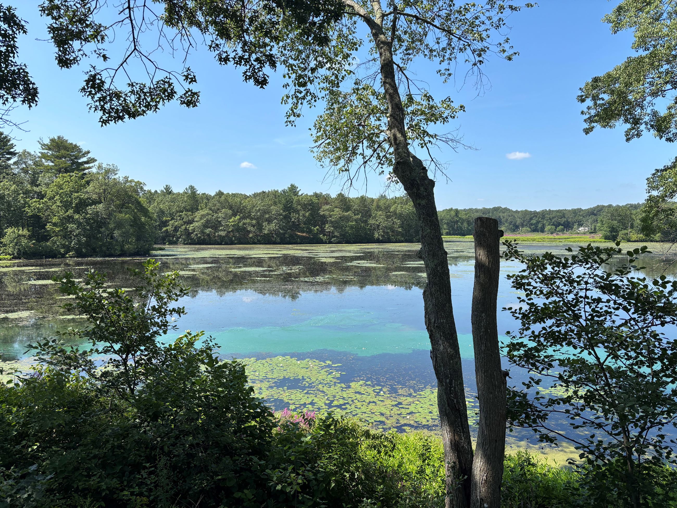 Summer pond scene surrounded by trees with blue green algae bloom on water